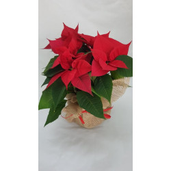 Nasza kwiaciarnia zachęca do zakupu Gwiazdy betlejemskiej, która świetnie sprawdza się jako ozdoba świąt Bożego Narodzenia.