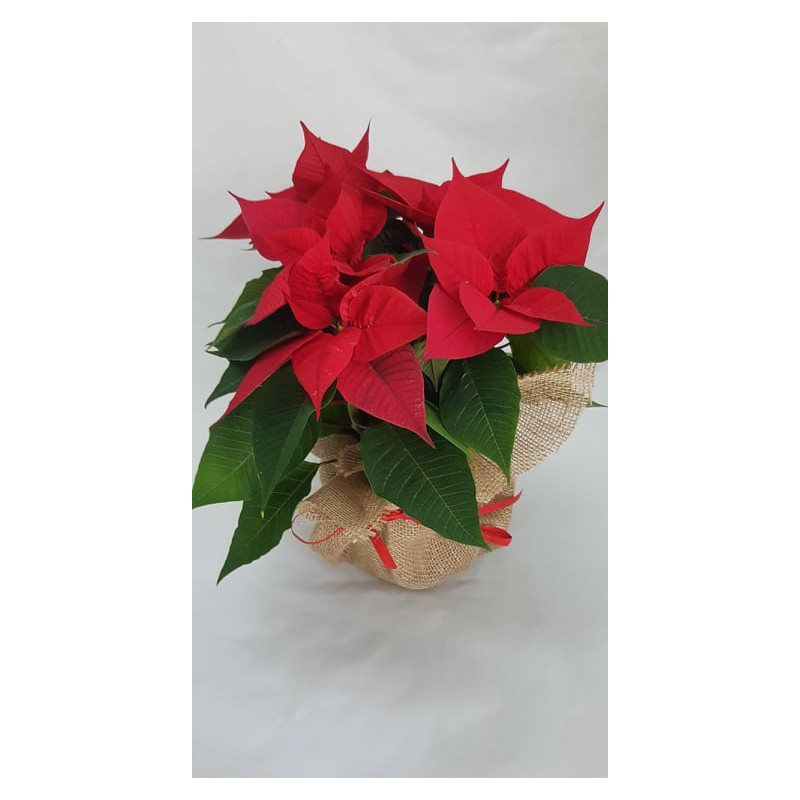 Nasza kwiaciarnia zachęca do zakupu Gwiazdy betlejemskiej, która świetnie sprawdza się jako ozdoba świąt Bożego Narodzenia.